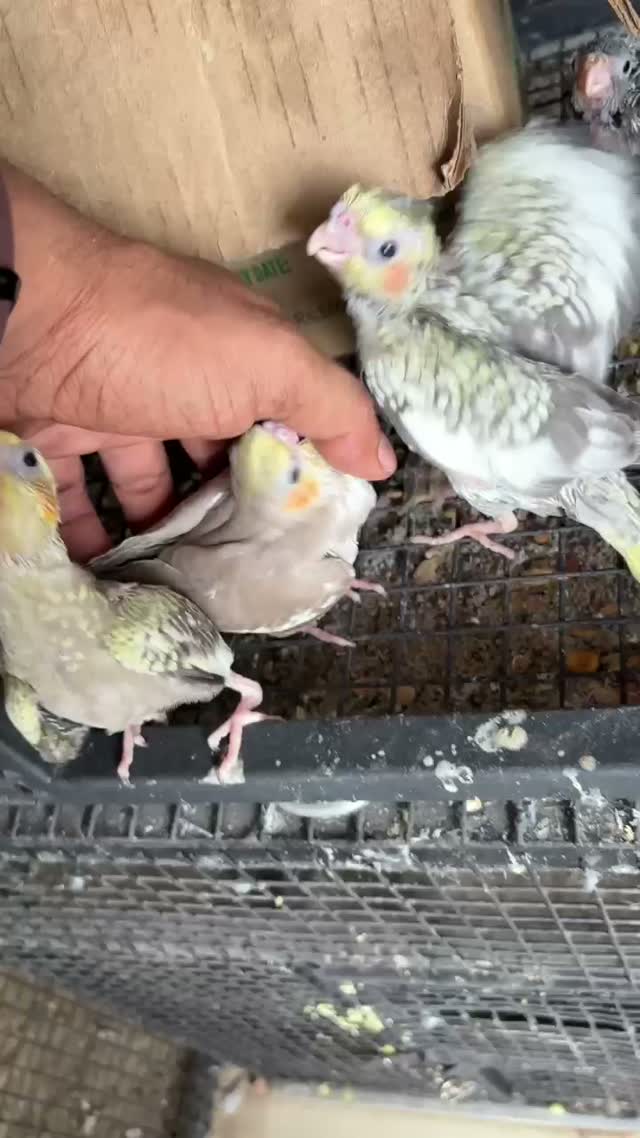 Cockatiel, farm video