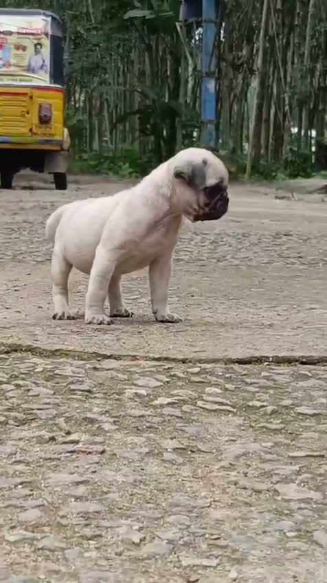 Pug Puppy, farm video