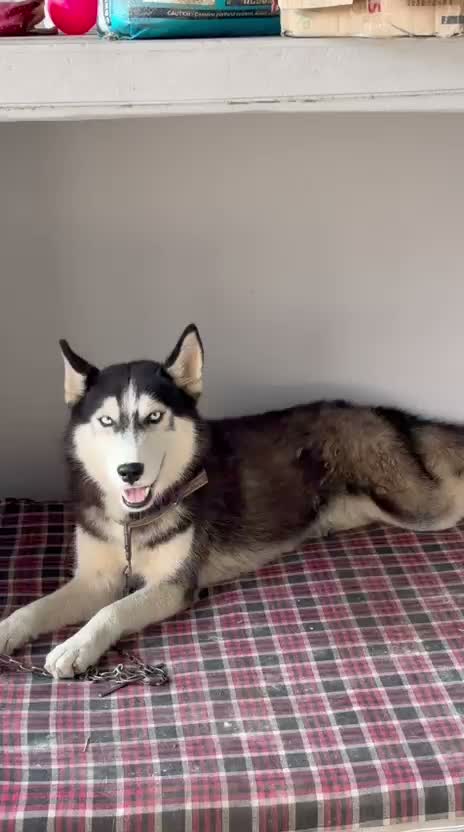 Siberian Husky Puppy | Black & White Color, farm video