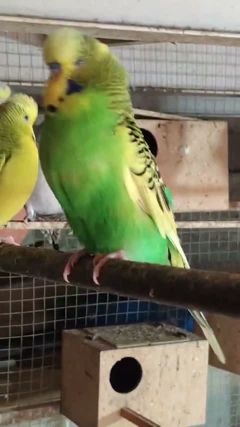Budgies, farm video