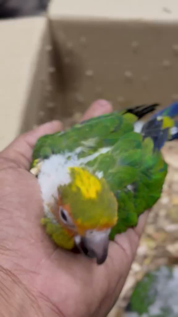 Sun Conure, farm video