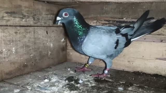 Fantail Pigeon, farm video