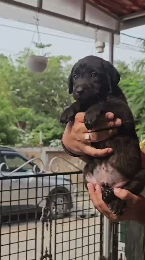 Beagle Black & Tan Puppy, farm video