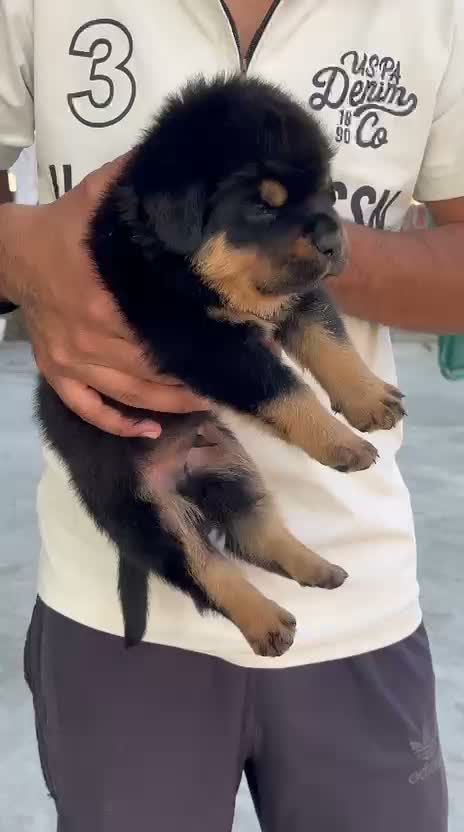 Rottweiler Puppy, farm video