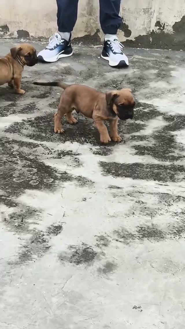 American Bully Pocket Size Puppy, farm video