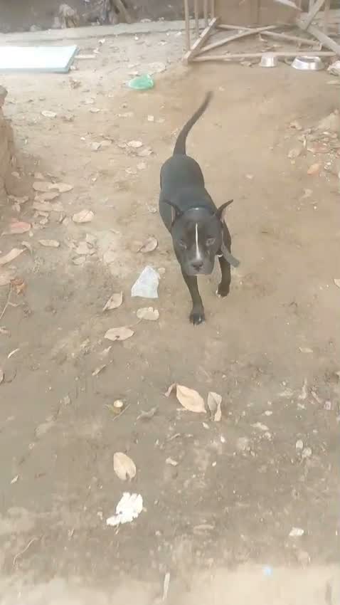 Pitbull Terrier Puppy, farm video