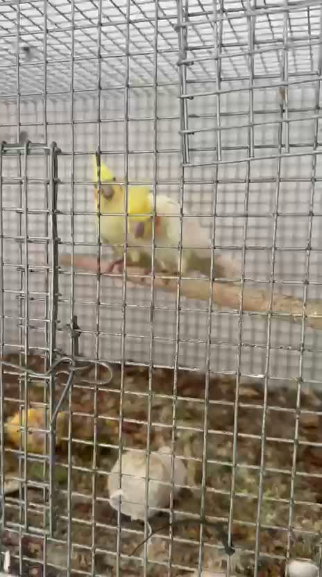 Cockatiel | Pied, farm video