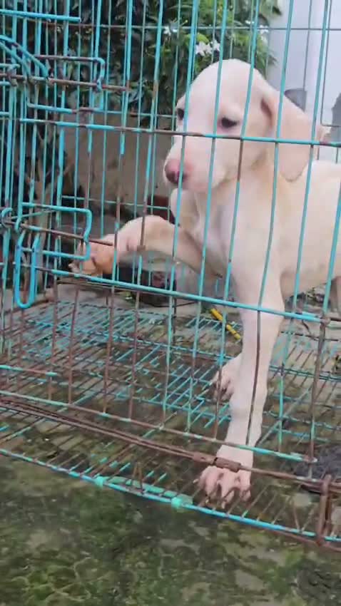 American Bully Pocket Size Puppy, farm video
