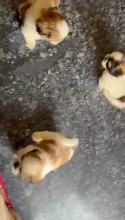 Shih Tzu | Black Color, farm video
