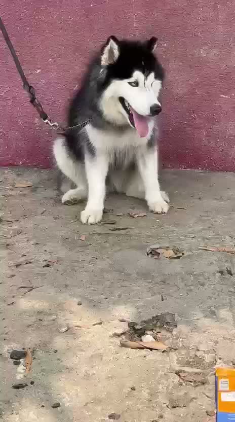 Siberian Husky Puppy | Black & White Color, farm video