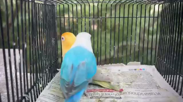 Blue Throated Conure, farm video