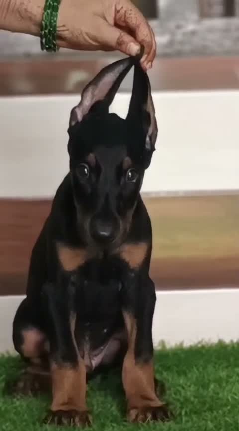 European Doberman Puppy, farm video