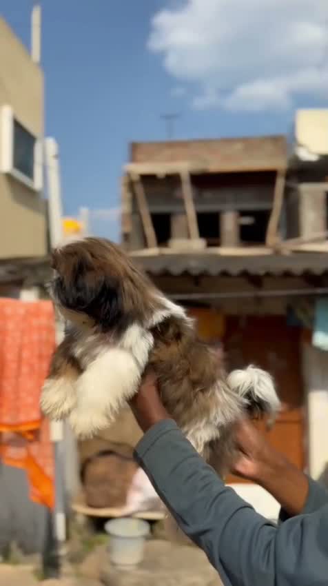 Shih Tzu | Black Color, farm video