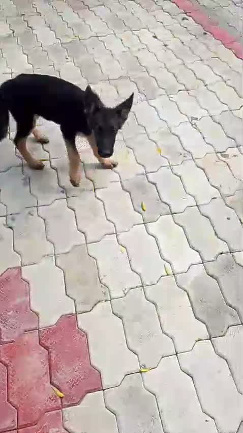 German Shepherd Puppy, farm video