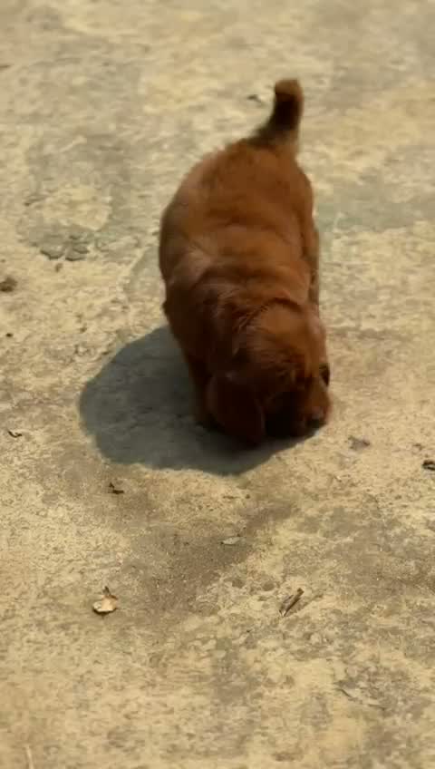 Doodle, farm video