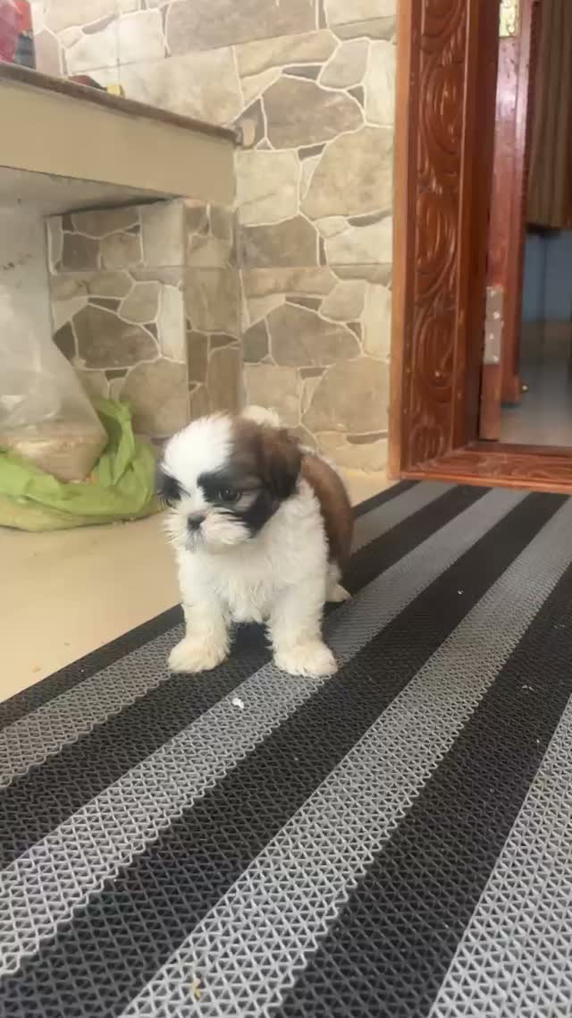 Shih Tzu | Black Color, farm video