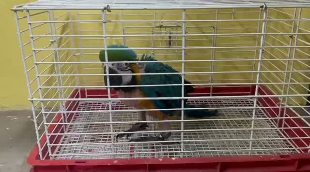 Blue Throated Conure, farm video