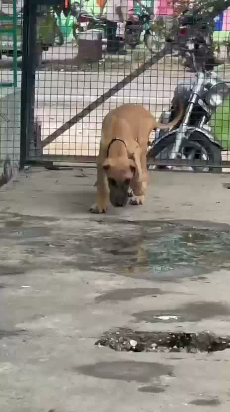 Great Dane Puppy, farm video