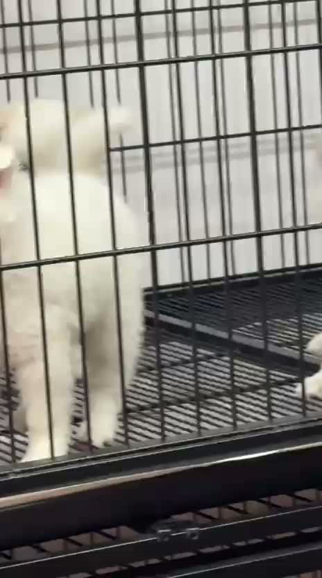 Pomeranian Puppy, farm video