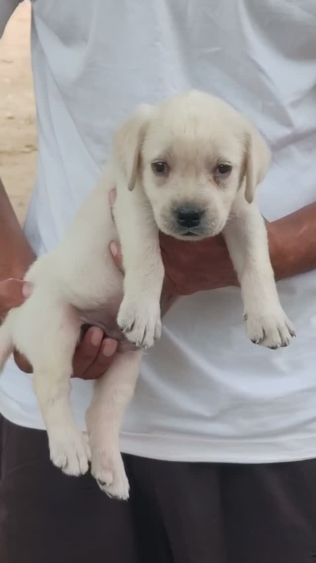 Beagle Black & Tan Puppy, farm video