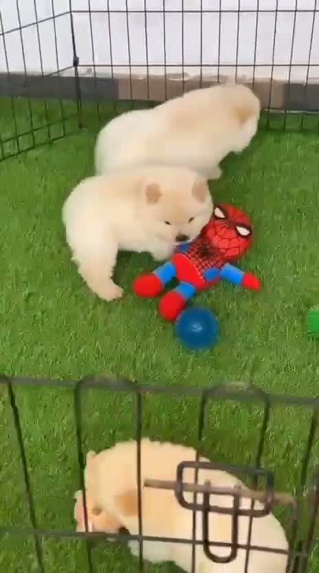 Chow Chow Puppies, farm video