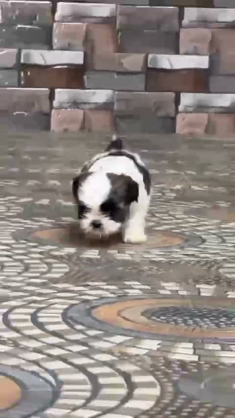 Shih Tzu | Black Color, farm video
