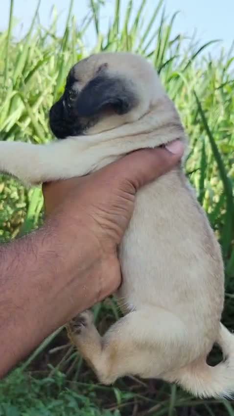 Pug Puppy, farm video