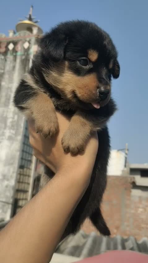 Rottweiler Puppy, farm video