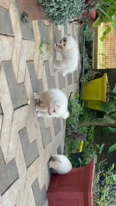 Pomeranian Puppy, farm video