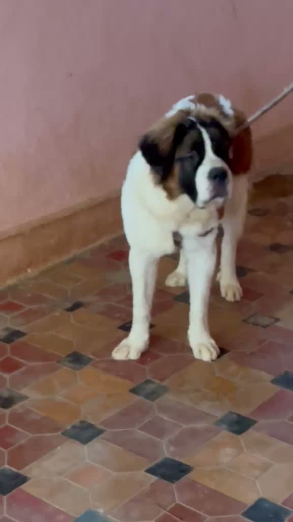 Saint Bernard Puppy, farm video