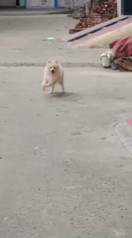 Pomeranian Puppy, farm video