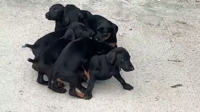 Doberman Pinscher Puppy, farm video