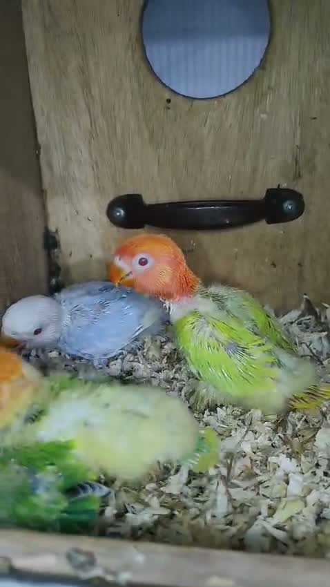 Blue Throated Conure, farm video