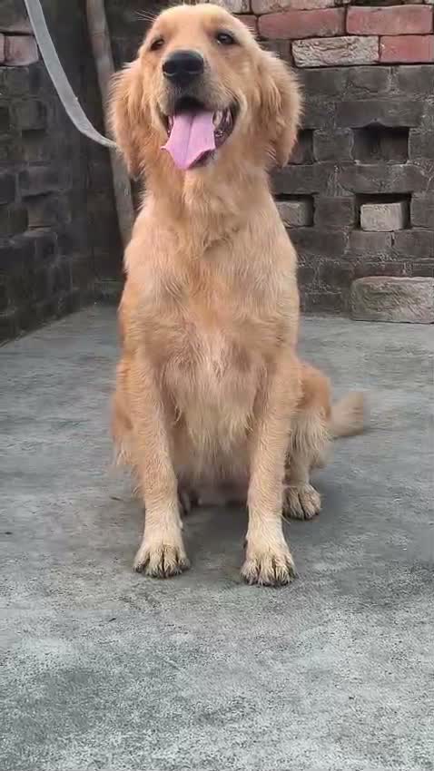 Golden Retriever, farm video
