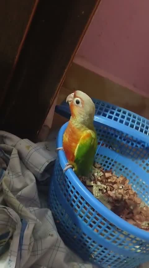 Pineapple Headed Conure, farm video