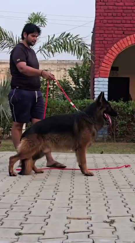 German Shepherd Puppy, farm video