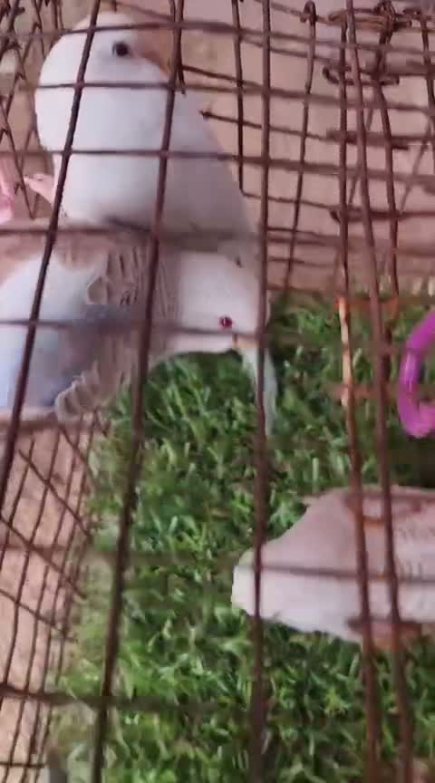 Budgies, farm video