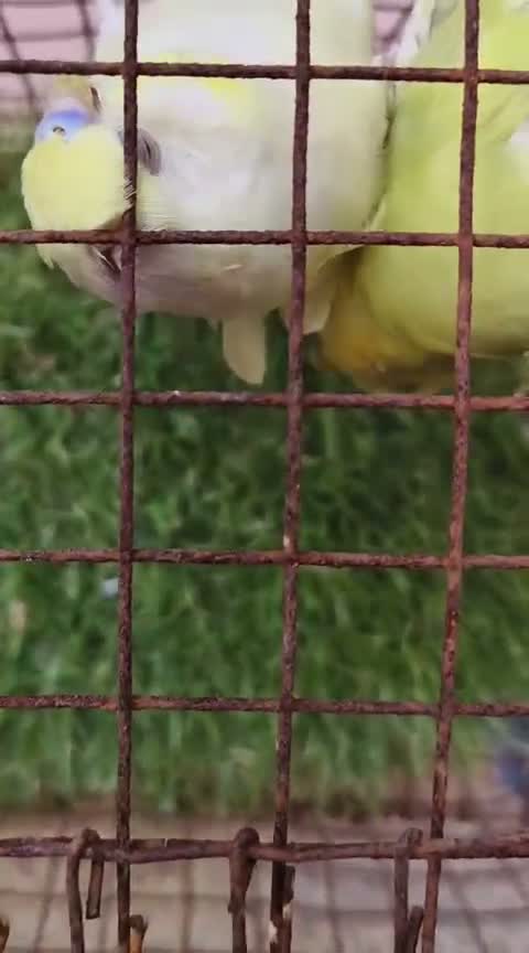 Fantail Pigeon, farm video