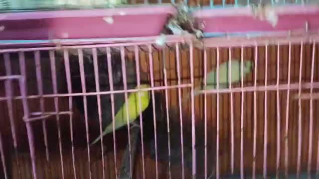 Budgies, farm video