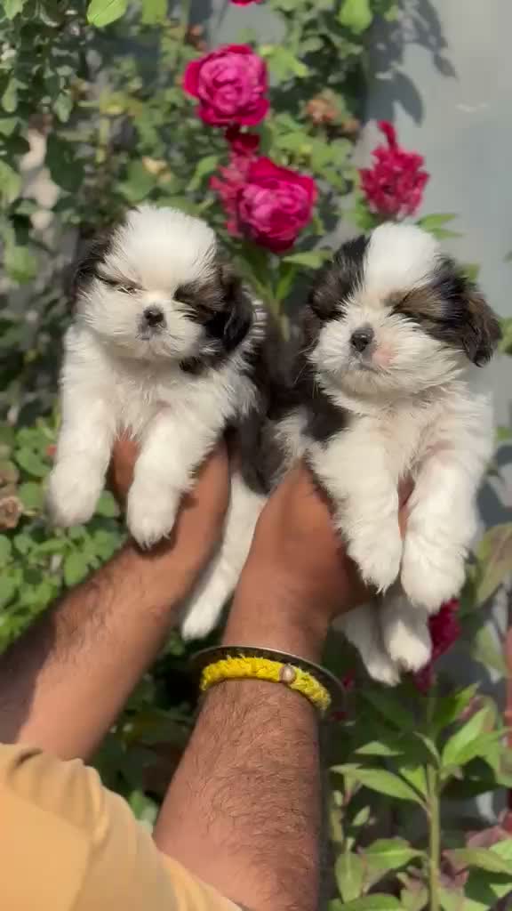 Shih Tzu | Black Color, farm video