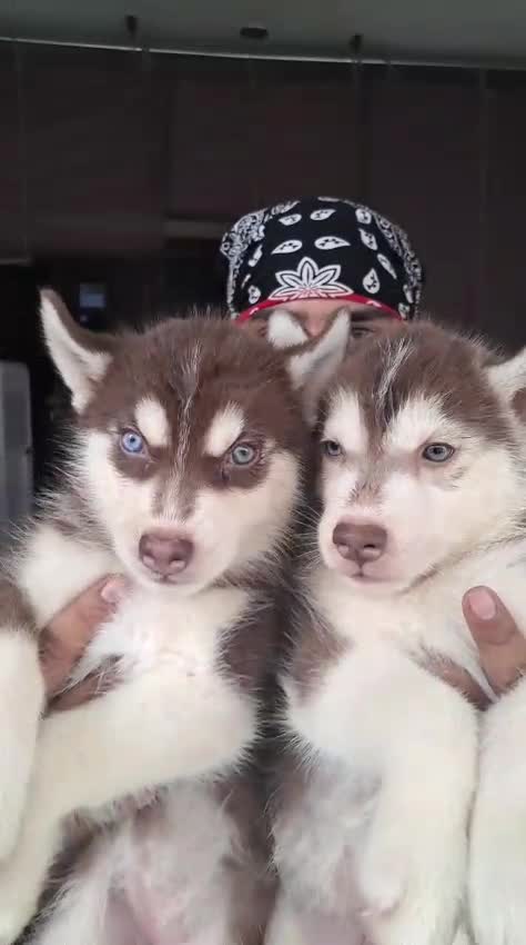 Siberian Husky Puppy | Black & White Color, farm video
