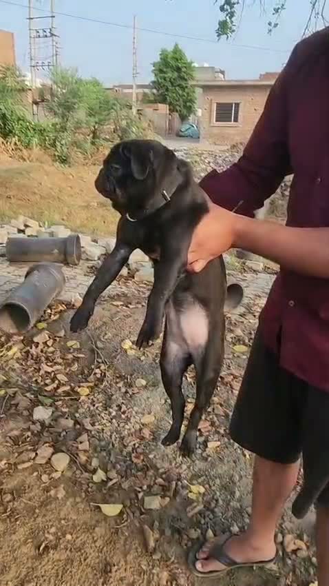 Pug Puppy, farm video
