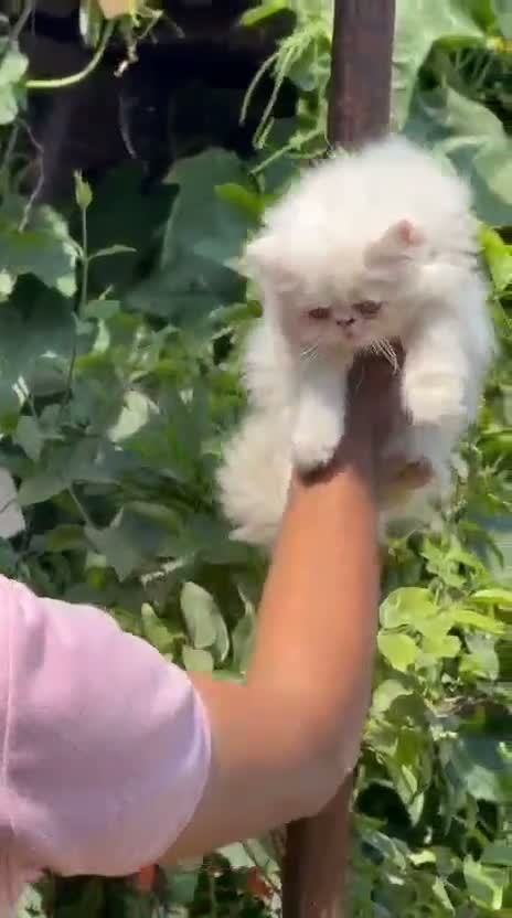 Persian, farm video