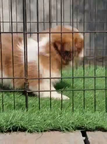 Shih Tzu | Black Color, farm video