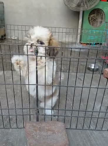 Shih Tzu | Black Color, farm video