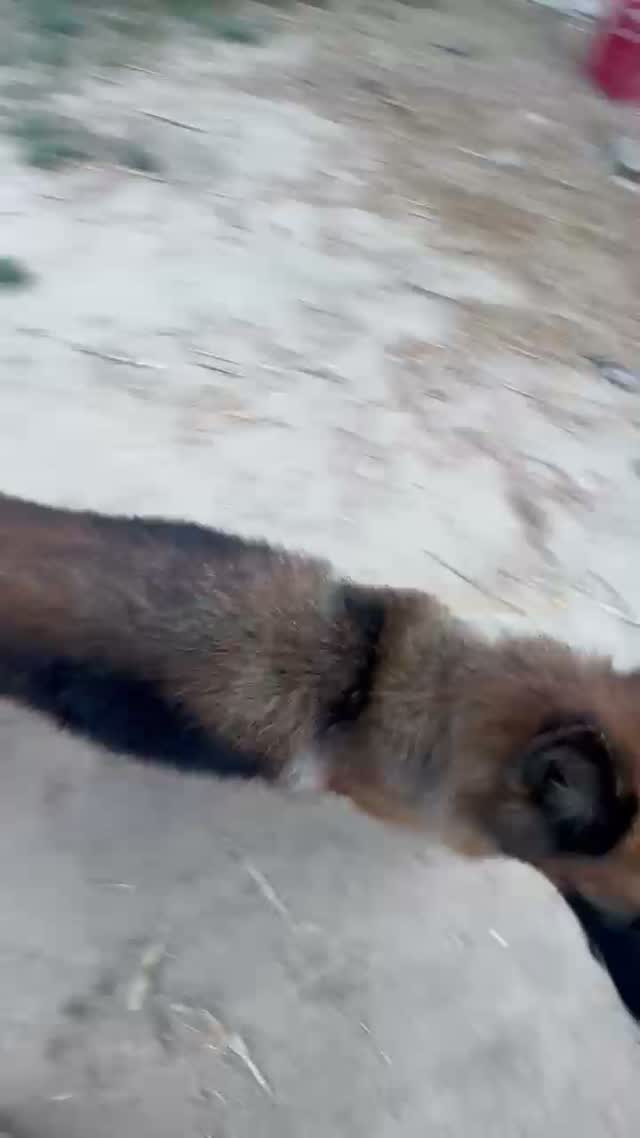 German Shepherd Puppy, farm video
