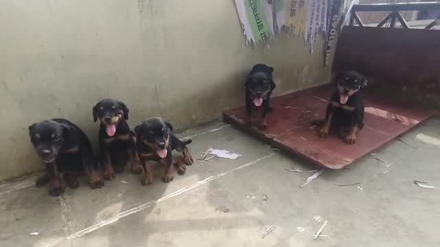 Rottweiler Puppy, farm video
