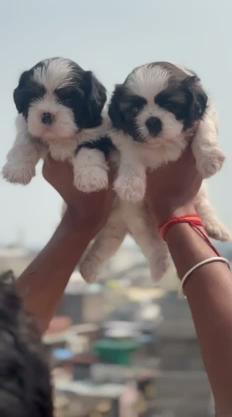 Shih Tzu | Black Color, farm video