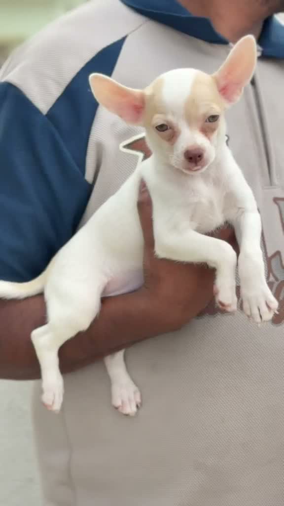 Chihuahua Puppy, farm video