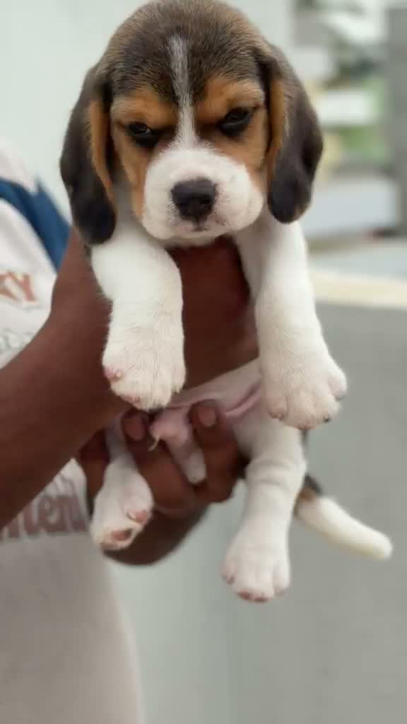 Beagle Black & Tan Puppy, farm video